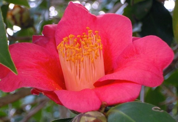 camelia japonica camelia japonica