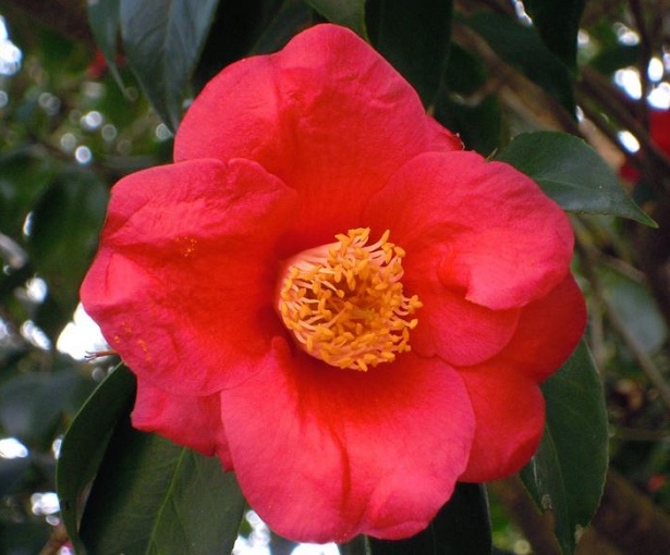 camelia japonica camelia japonica