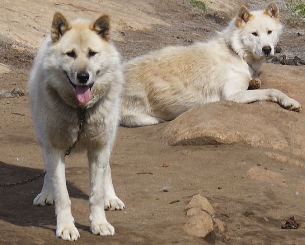 cane groenlandese