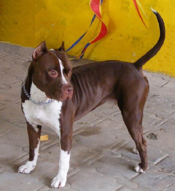 Pitbull Red Nose