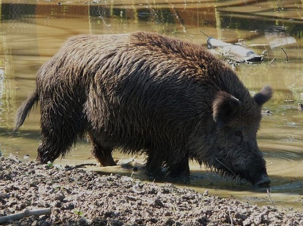 cinghiale