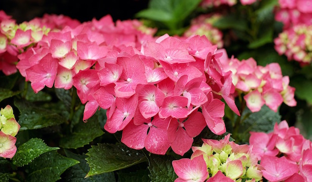coltivare ortensie in balcone