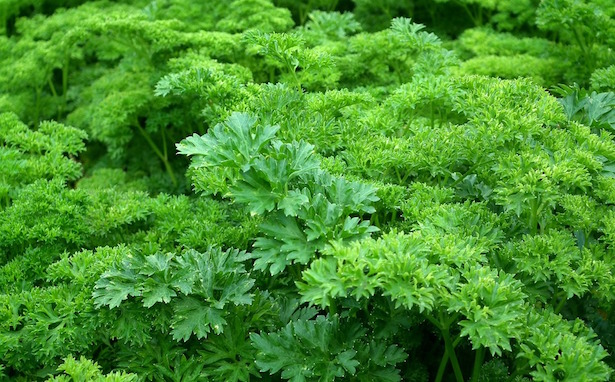 piante di prezzemolo