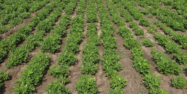 come coltivare le arachidi 