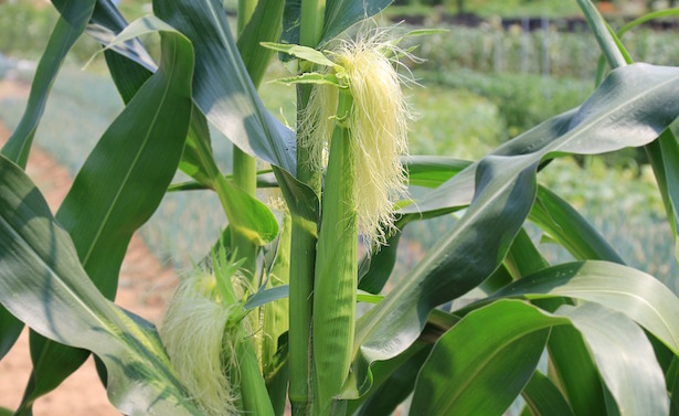 come pulire le pannocchie di mais
