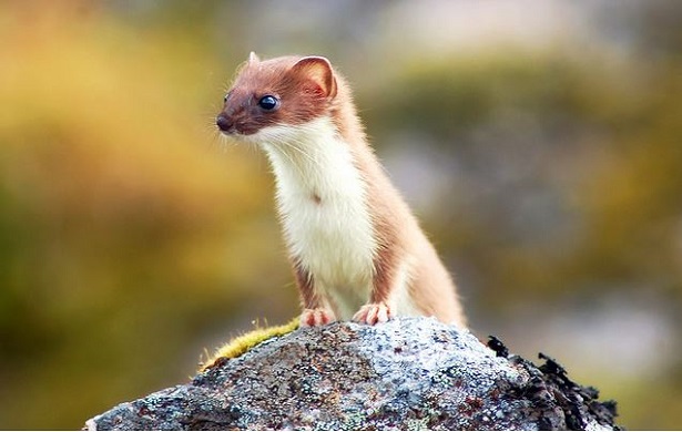 donnola selvatica nieves donnola selvatica nieves