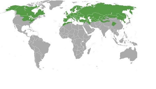 donnola selvatica donnola selvatica