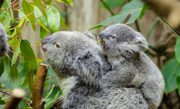 eucalipto coltivazione