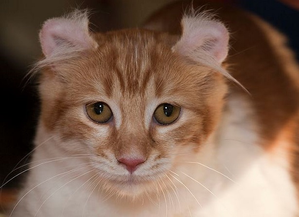 gatto american curl