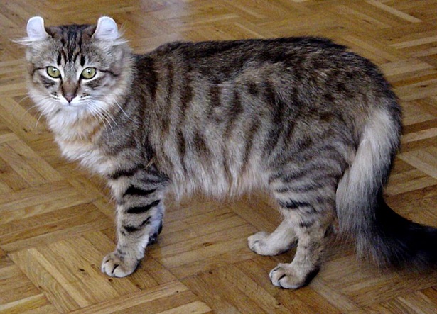 American curl tigrato