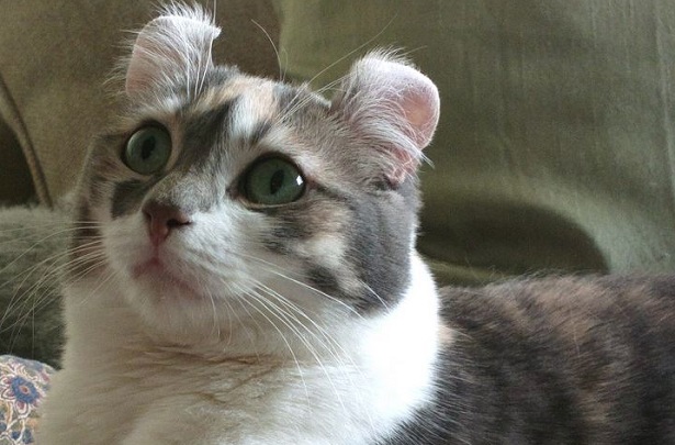 American curl occhi azzurri