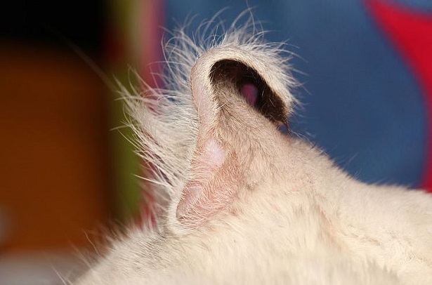 Orecchie American curl