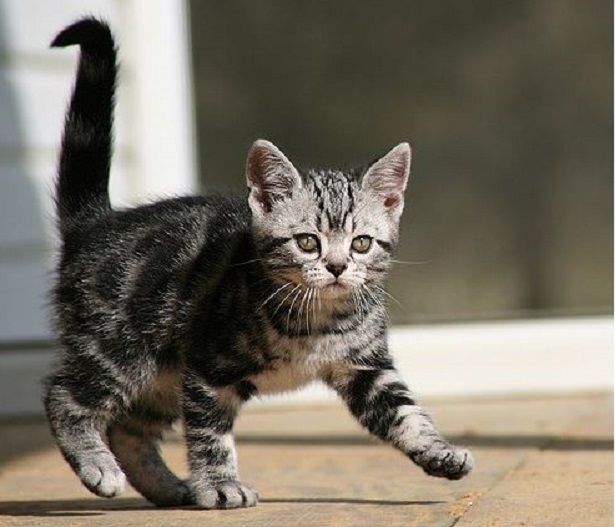 gatto american shortair gatto american shortair