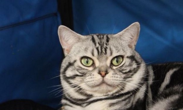 gatto american shortair gatto american shortair