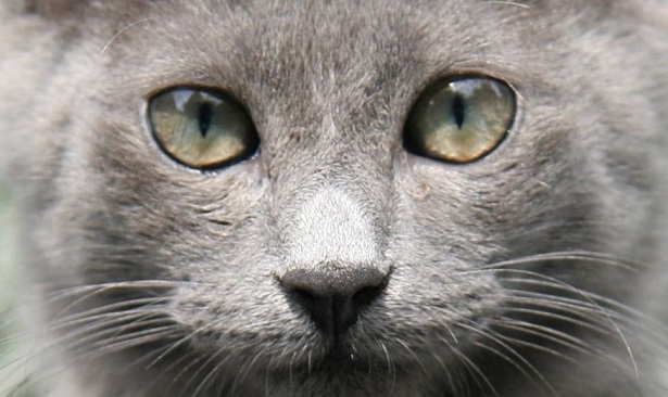 gatto nebelung