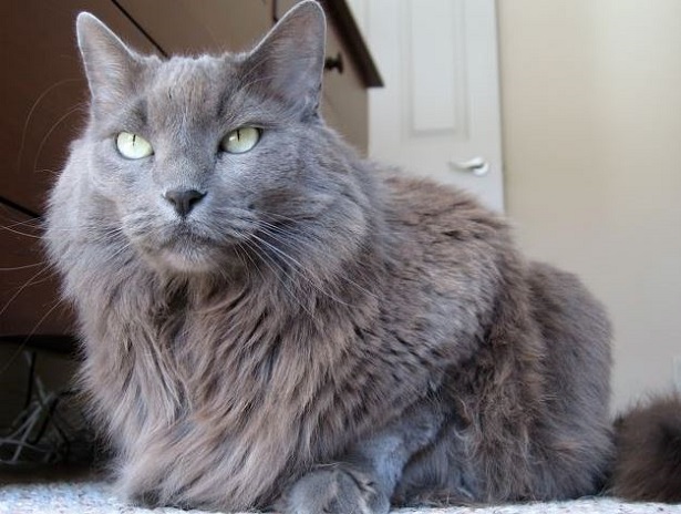 gatto nebelung