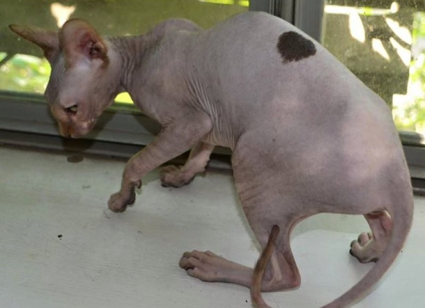 gatto peterbald 