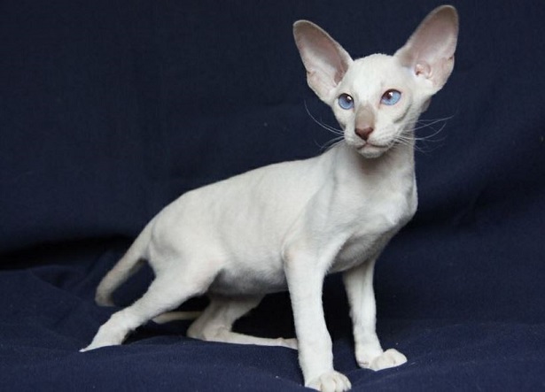 gatto peterbald 