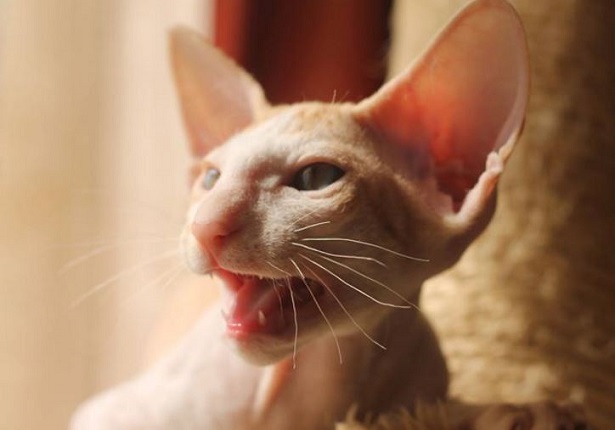 gatto peterbald 