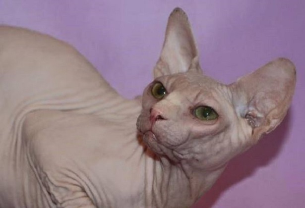 gatto peterbald 