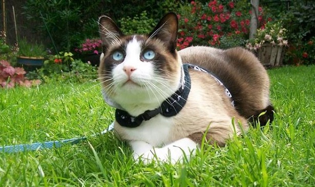 gatto snowshoe