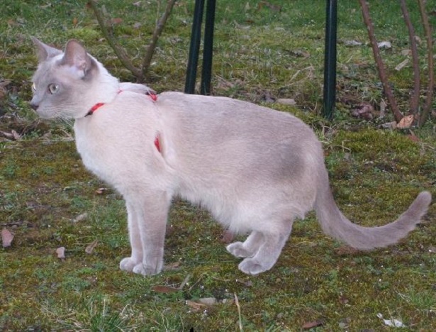 gatto tonkinese gatto tonkinese