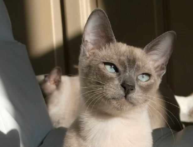 gatto tonkinese gatto tonkinese