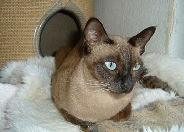 gatto tonkinese gatto tonkinese