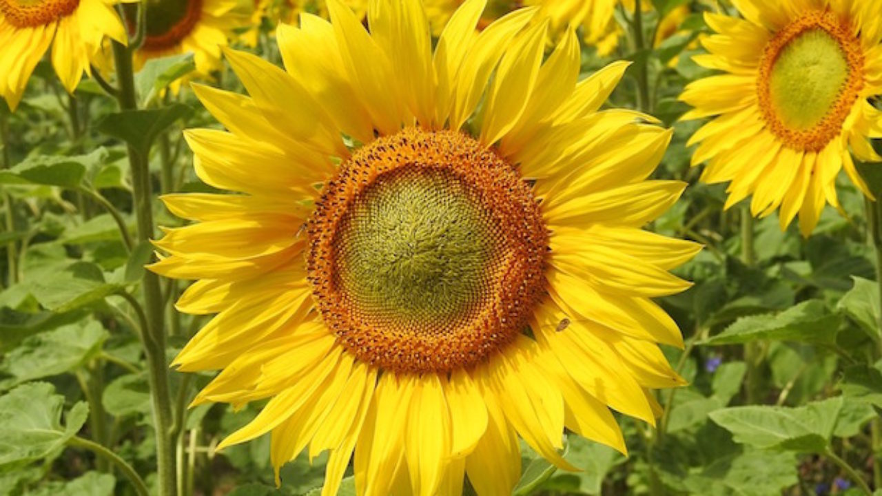 Girasole Coltivazione In Vaso O In Giardino Idee Green