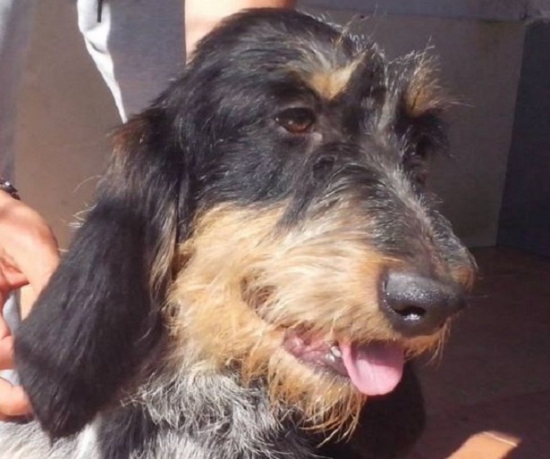 griffon bleu de gascogne griffon bleu de gascogne