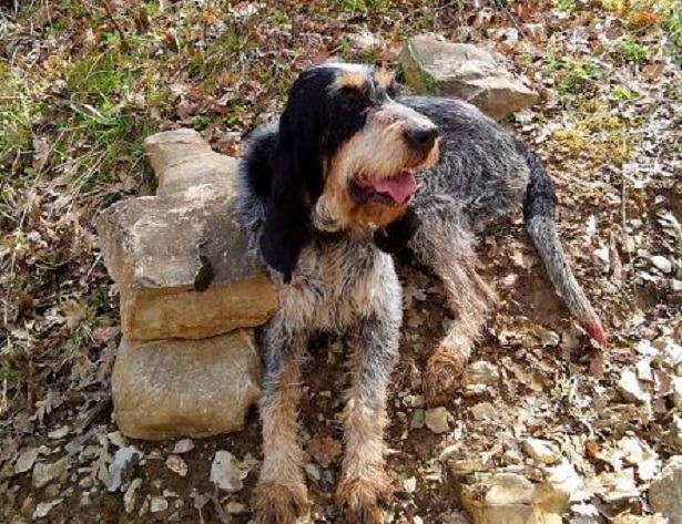 griffon bleu de gascogne griffon bleu de gascogne