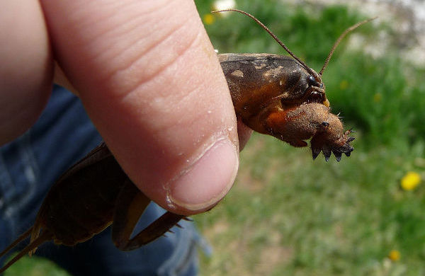 grillotalpa trappola