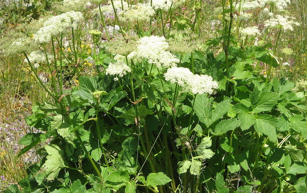 imperatoria vera erba