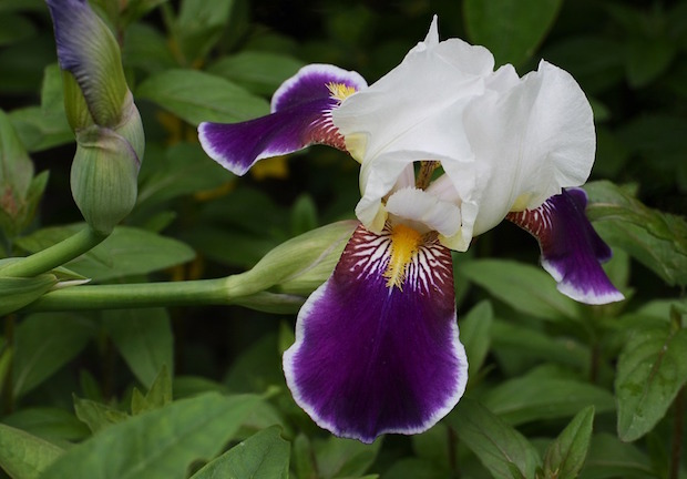iris coltivazione in casa
