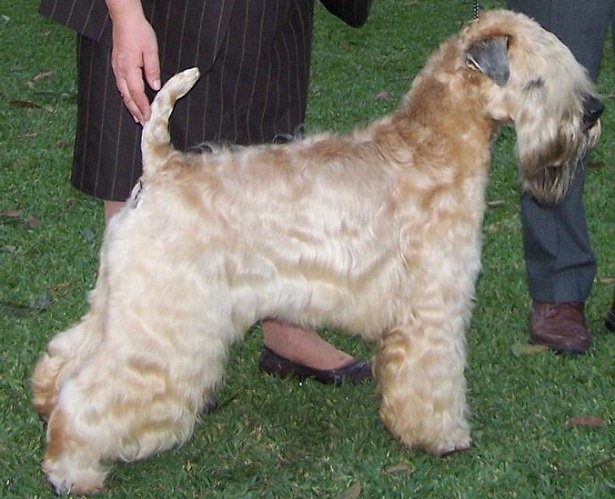 irish soft coated wheaten terrier irish soft coated wheaten terrier