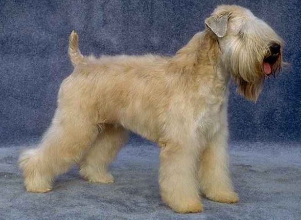 irish soft coated wheaten terrier irish soft coated wheaten terrier