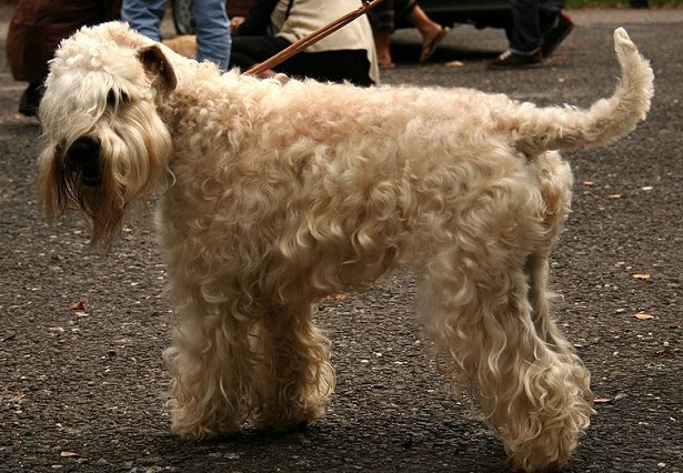 irish soft coated wheaten terrier irish soft coated wheaten terrier
