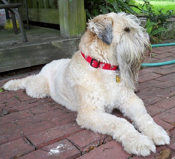 irish soft coated wheaten terrier irish soft coated wheaten terrier