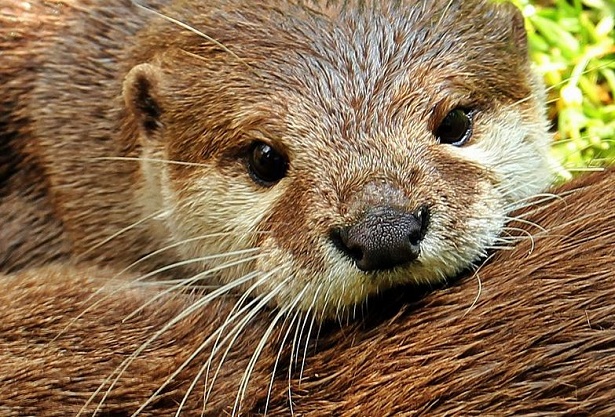 lontra a rischio di estinzione lontra a rischio di estinzione