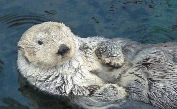 lontra gigante lontra gigante