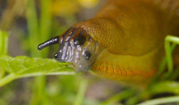 lumache rosse rimedi