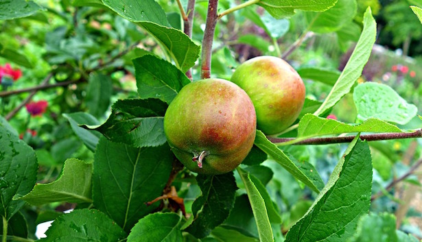 marmellata di mele acerbe