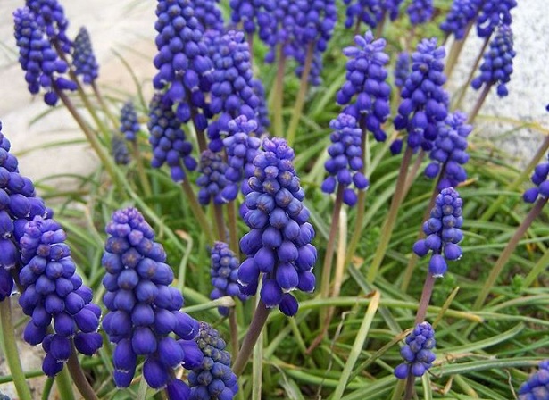 muscari