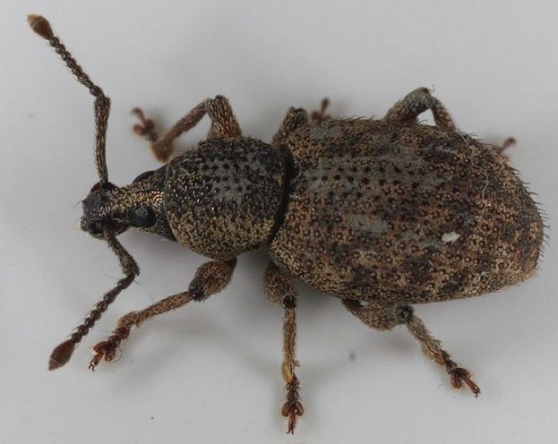 oziorrinco oziorrinco