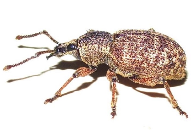 oziorrinco oziorrinco