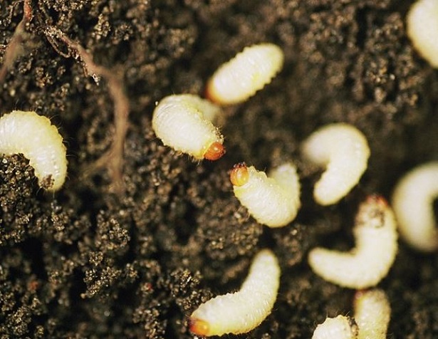 larve di oziorrinco larve di oziorrinco