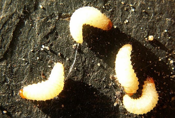 oziorrinco larva oziorrinco larva