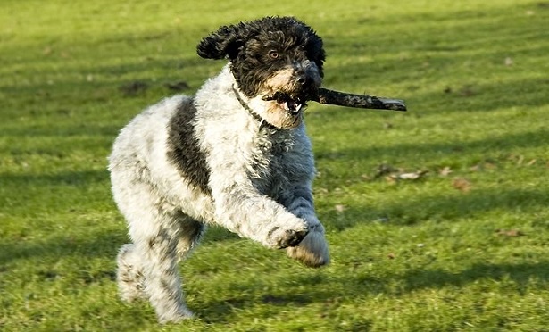 perro de agua espanol perro de agua espanol