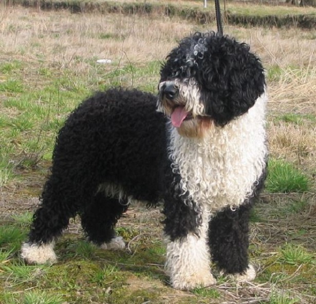 Perro de Agua Espanol: carattere Perro de Agua Espanol: carattere