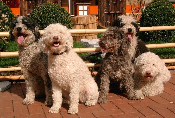 Perro de agua espanol: allevamento Perro de agua espanol: allevamento